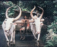 Bullock carts are common in rural Sri Lanka.